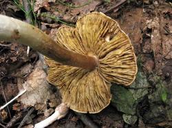 1070 Inocybe 200731 (5).JPG