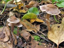 1187 Cortinarius 200903 береза ель (3).JPG