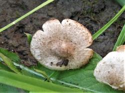 Tricholoma 200719 липа (1).JPG