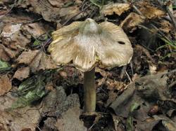 1070 Inocybe 200731 (1).JPG