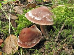 Cortinarius dolabratus 200908 ель (2).JPG