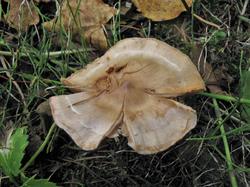 Cortinarius dolabratus 200908 ель (4).JPG