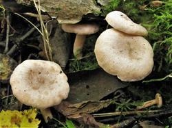 1184 Lactarius 200901 ольха береза (2).JPG