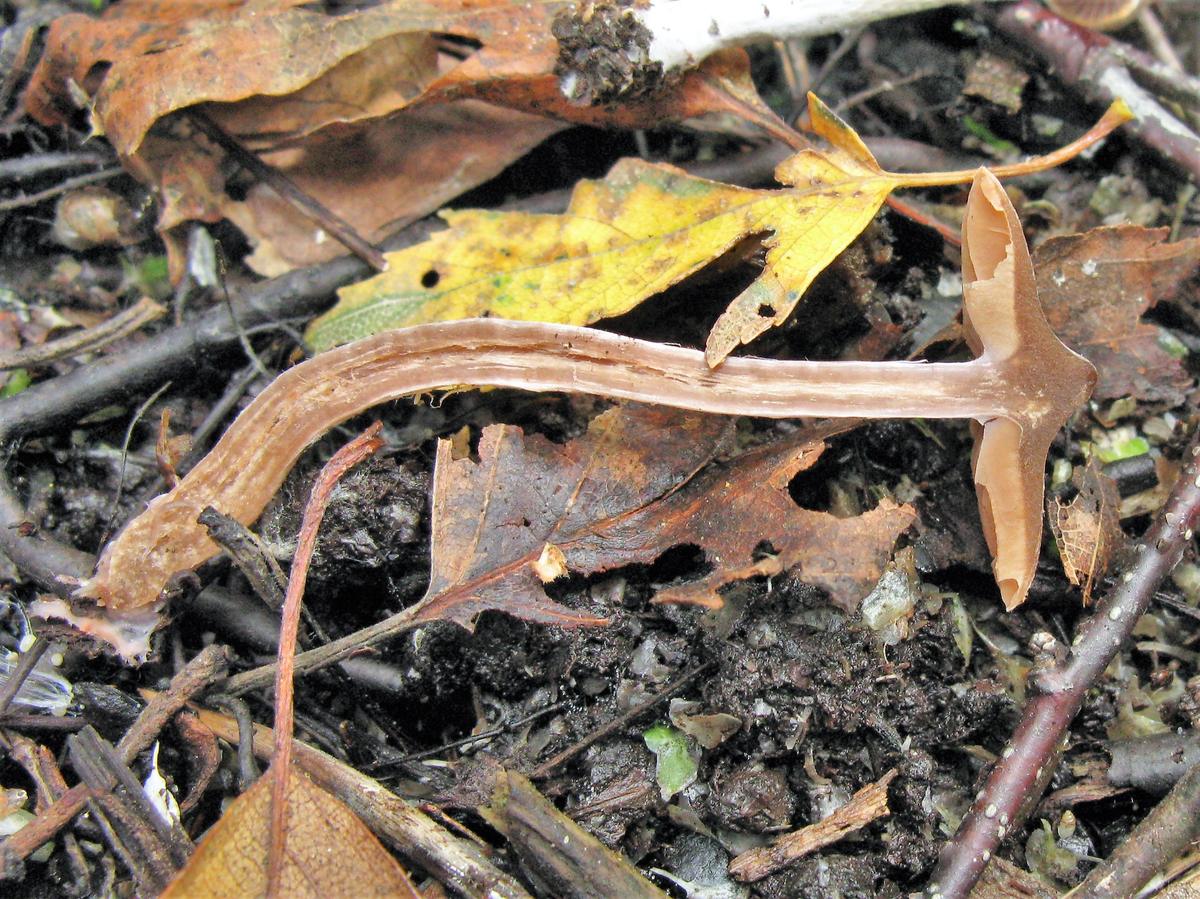 Cortinarius alnetorum 200903 (8).JPG