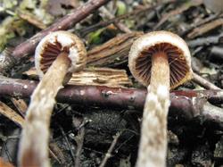 Cortinarius alnetorum 200903 (7).JPG