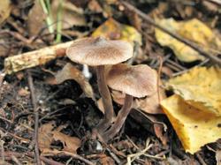 Cortinarius alnetorum 200903 (1).JPG