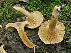 1184 Lactarius 200901 ольха береза (5).JPG