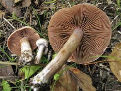 Cortinarius dolabratus 200908 ель (6).JPG