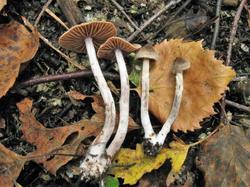 Cortinarius alnetorum 200903 (6).JPG