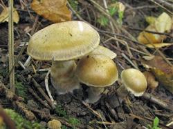 Cortinarius infractus 200908 липа ель (1).JPG