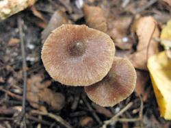 Cortinarius alnetorum 200903 (3).JPG