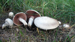 Agaricus_campestris_2_AWP_20200904.thumb.JPG.0b14e5cc376ecf01fad52ff47cfdb4ab.JPG