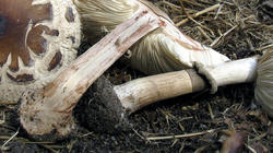 Chlorophyllum_brunneum_1_AWP_20200918.thumb.JPG.d35be038a8a8c1b416c2ac9d4e222b37.JPG