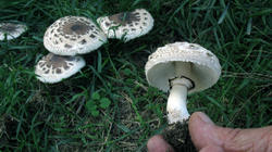 Chlorophyllum_brunneum_2_AWP_20200918.thumb.JPG.4909ddae8b11b57cece9e31c6b1a5b12.JPG