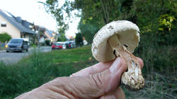 Chlorophyllum_brunneum_4_AWP_20200918.thumb.JPG.7262460fbf0226178d1a58441c138a96.JPG