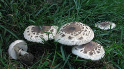 Chlorophyllum_brunneum_AWP_20200918.thumb.JPG.9e92381bdf4709f4e8fb1b25f410bfdb.JPG