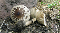 Chlorophyllum_brunneum_AWP_20200920.thumb.JPG.904b271cd80990fb7be7dd309435b6c1.JPG