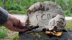 Ganoderma_applanatum_4_AWP_20200906.thumb.JPG.775d46ce91de787a76cb0b1e7100a04c.JPG