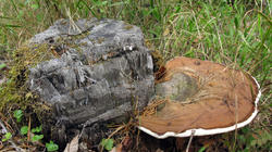 Ganoderma_applanatum_AWP_20200906.thumb.JPG.4138b4582cd6da139ebf6b2afb826140.JPG