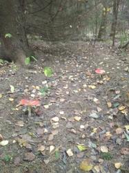 IMG_20200929_111139.thumb.jpg.772cd71fc2946f367f4646d49fc970c9.jpg