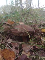 IMG_20200929_112259.jpg