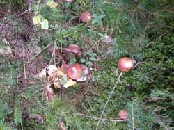 IMG_20200929_113759.jpg