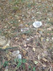 IMG_20200929_114053.thumb.jpg.8e0db2fce2255a149d026da7ad530ca6.jpg