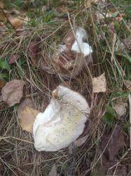 IMG_20200929_114849.thumb.jpg.2b63e44f82724e960fc2f60f4cecb579.jpg