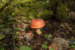 IMG_7771.thumb.jpg.cded406e162a2135ffc268040e2b6919.jpg