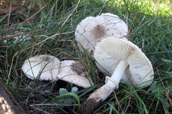 Leucoagaricus_barssii_AWP_20200911.thumb.JPG.a7dd56daa01a986a6b02bffad165fc75.JPG