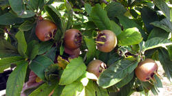 Mespilus_germanica_2_AWP_20200922.thumb.JPG.3a081dcf320d9ed2d7877c8ea5328b91.JPG