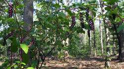 Phytolacca_americana_AWP_20200804.thumb.JPG.993c7315cbe42cc811b2024fe84f7591.JPG