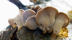 Pleurotus_pulmonarius_2_AWP_20200906.thumb.JPG.ded090d0ba586c787266aa5f45908987.JPG