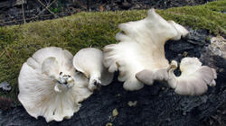 Pleurotus_pulmonarius_AWP_20200906.thumb.JPG.623f405d4593942a5d410d25040c9718.JPG