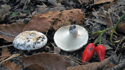 Russula_delica_AWP_20200911.thumb.JPG.3421d185e58d4298340848de9cd95208.JPG