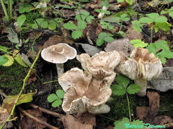 Tricholoma_cingulatum_NND_20200919-1.thumb.JPG.44ed49446a546cc0d4035cf922505167.JPG