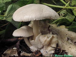 Volvariella_surrecta_NND_20200911-4.thumb.JPG.08e59206fc0265ced022db12d8783fbe.JPG