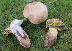 rooting_bolete.thumb.jpg.7433ffbfafa0450724e4b0ccf4bdd02e.jpg