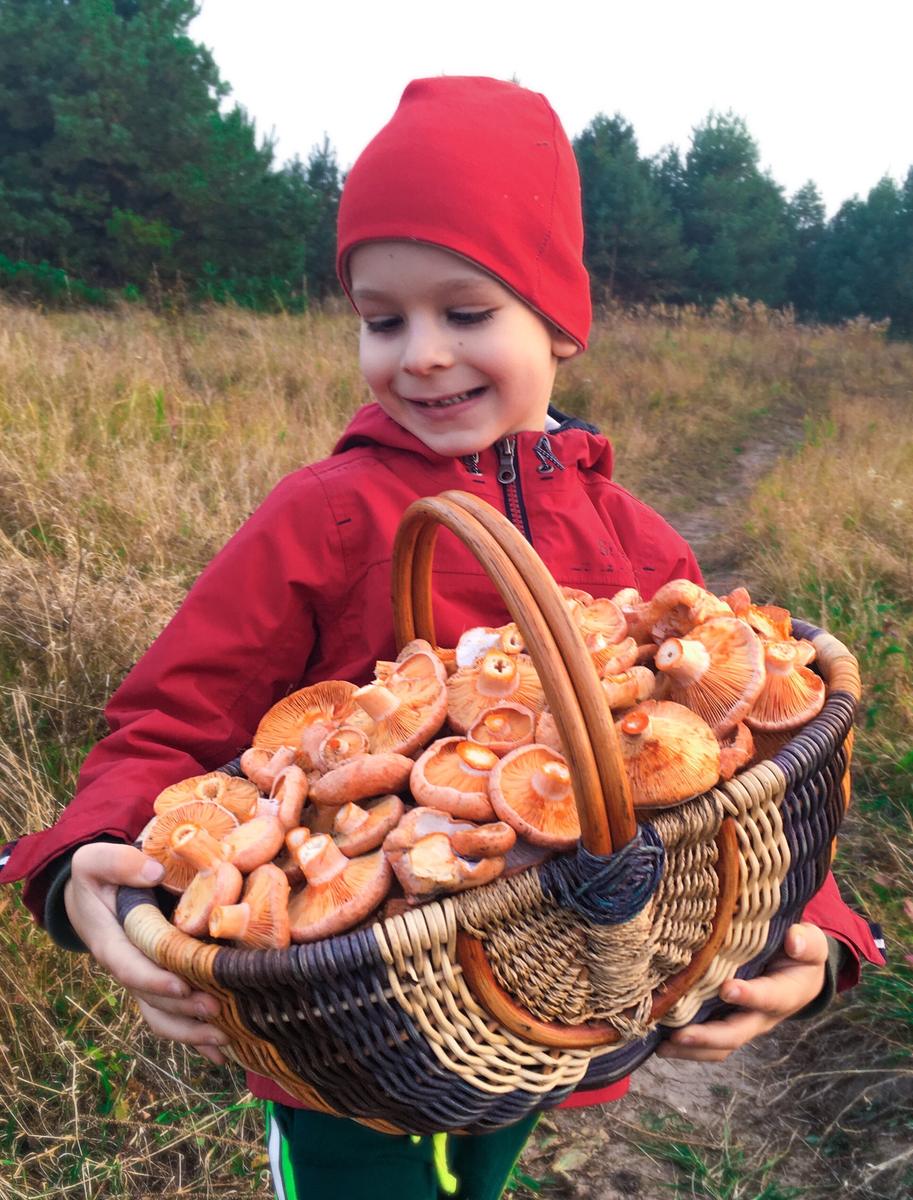 Рыжики грибы в лукошки