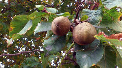 Aesculus_glabra_AWP_20200925.thumb.jpg.a09f490877a78f0d6b100d075b96d66c.jpg