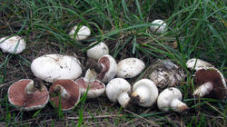 Agaricus_campestris_AWP_20201002.thumb.JPG.6f4d6042fc2d95b6b94dcb53dd152ecb.JPG