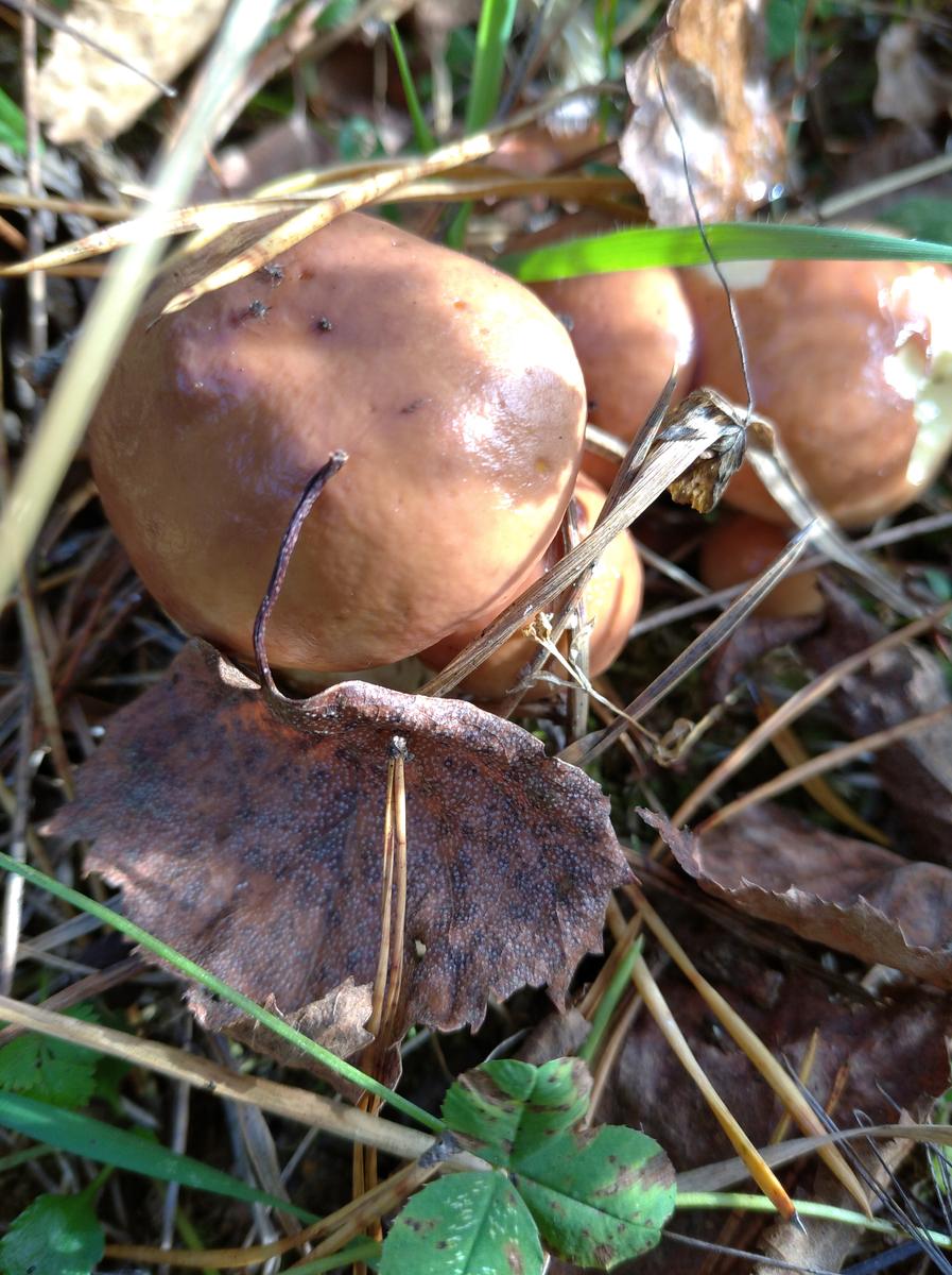 Осенние грибы Тульской области