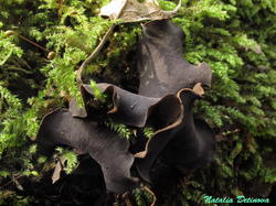 Ionomidotis_irregularis_NND_20201004-1.thumb.JPG.e31cc78ce2c674415c1eeb74949bd084.JPG