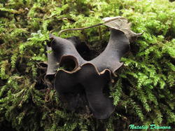 Ionomidotis_irregularis_NND_20201004-2.thumb.JPG.39e961a6cc036a1281519c3d10a65373.JPG