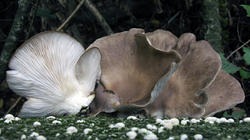 Pleurotus_pulmonarius_3_AWP_20201002.thumb.JPG.2b790b3a843d1b9144710ed3a1cdbaa2.JPG