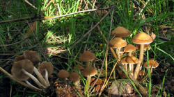 Psathyrella_piluliformis_20201024.thumb.JPG.93b880a315deff8c8c08b7b61baf9513.JPG