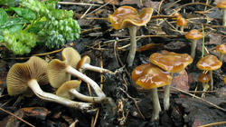 Psilocybe_cyanescens_2_AWP_20201026.thumb.JPG.69c44632c6ecf3921316c54cf4d7e043.JPG