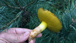 Suillus_mediterraneensis_2_AWP_20201026.thumb.JPG.fda93c8b30e7c5d5e43241eb0b9f66b2.JPG