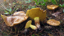 Suillus_mediterraneensis_3_AWP_20201026.thumb.JPG.8622f176a608edb61d538c0cd87e5d65.JPG