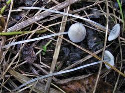 Mycena 200725 ива (5).JPG